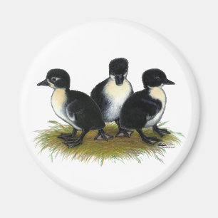 Black Swedish Ducklings Magnet