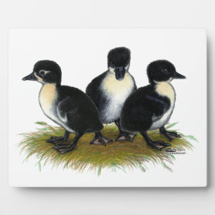 Black Swedish Ducklings Plaque
