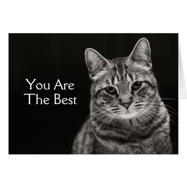 Black Tabby Kitten (Front Horizontal)