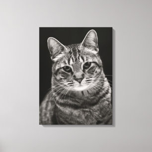 Black Tabby Kitten Canvas Print