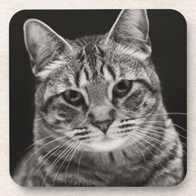 Black Tabby Kitten Coaster (Front)