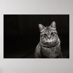 Black Tabby Kitten Poster