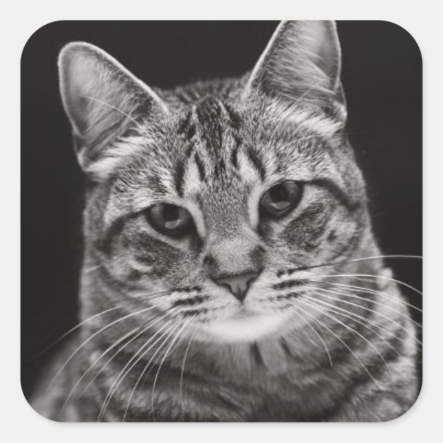Black Tabby Kitten Square Sticker (Front)