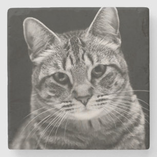 Black Tabby Kitten Stone Coaster