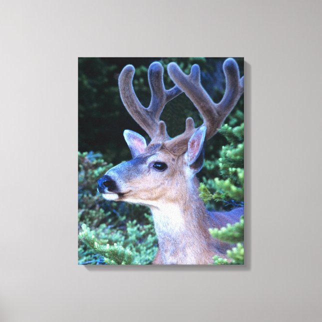 Black-tail Deer | Olympic National Park Canvas Print (Front)