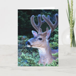 Black-tail Deer   Olympic National Park Card