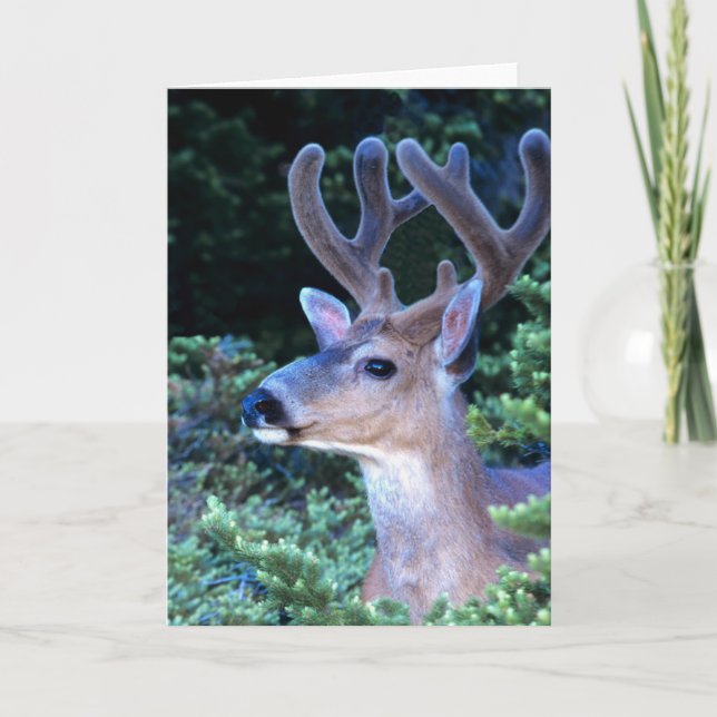 Black-tail Deer | Olympic National Park Card (Front)