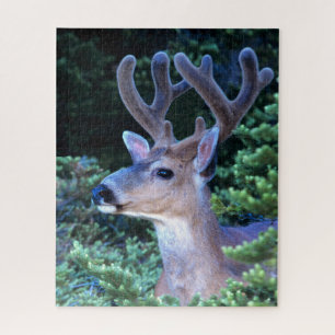 Black-tail Deer   Olympic National Park Jigsaw Puzzle