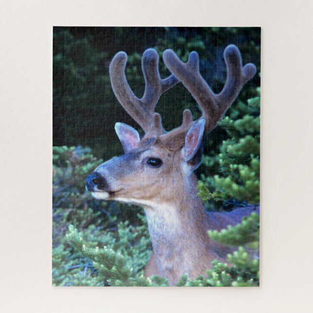 Black-tail Deer | Olympic National Park Jigsaw Puzzle (Vertical)