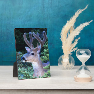 Black-tail Deer Olympic National Park Plaque