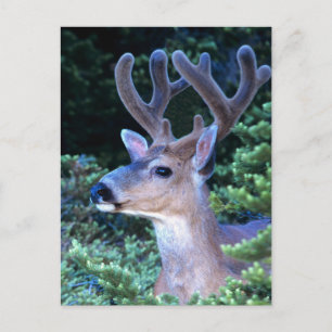 Black-tail Deer   Olympic National Park Postcard