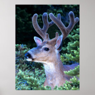 Black-tail Deer   Olympic National Park Poster