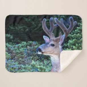 Black-tail Deer   Olympic National Park Sherpa Blanket