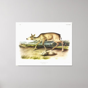 Black-tailed Deer, Mule Deer by Audubon Canvas Print
