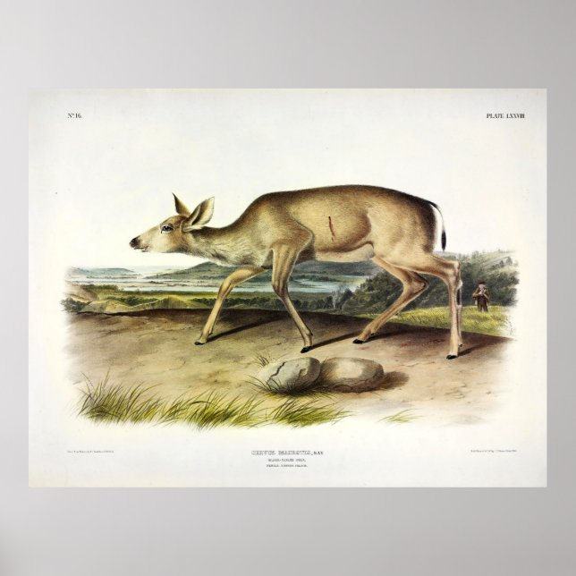 Black-tailed Deer, Mule Deer by Audubon Poster (Front)