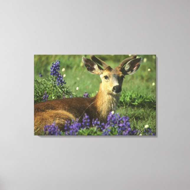 Black-tailed Deer, Odocoileus hemionus Canvas Print (Front)