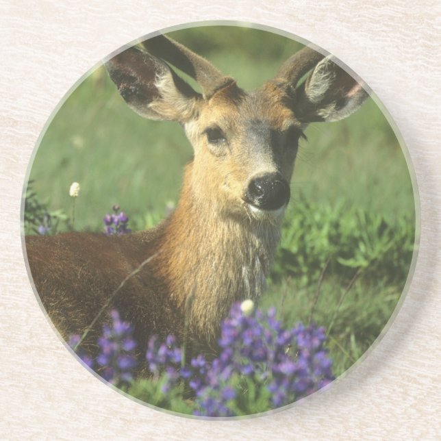 Black-tailed Deer, Odocoileus hemionus Coaster (Front)