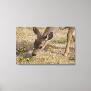 Black-tailed Deer (Odocoileus hemionus) grazing Canvas Print