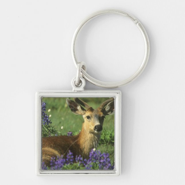 Black-tailed Deer, Odocoileus hemionus Key Ring (Front)