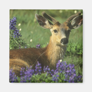Black-tailed Deer, Odocoileus hemionus Magnet