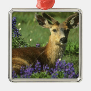 Black-tailed Deer, Odocoileus hemionus Metal Tree Decoration