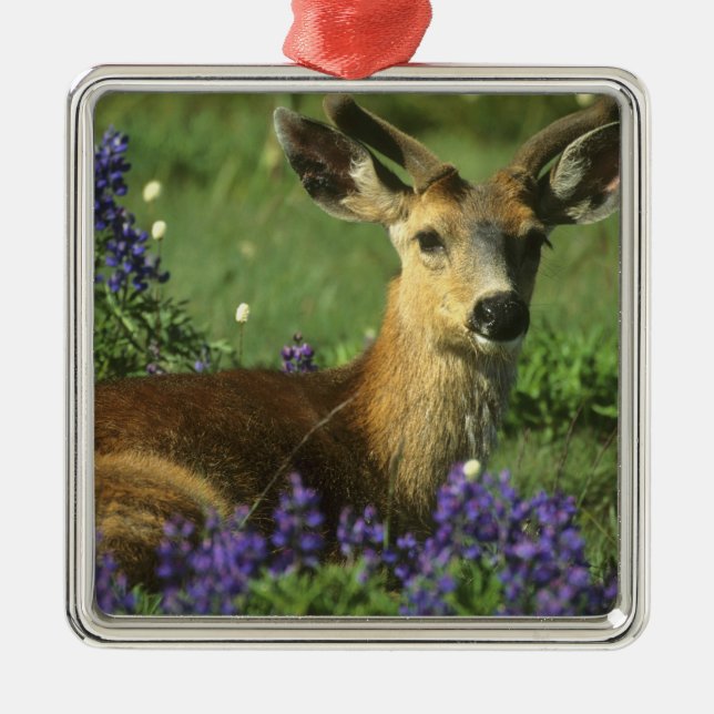 Black-tailed Deer, Odocoileus hemionus Metal Tree Decoration (Front)