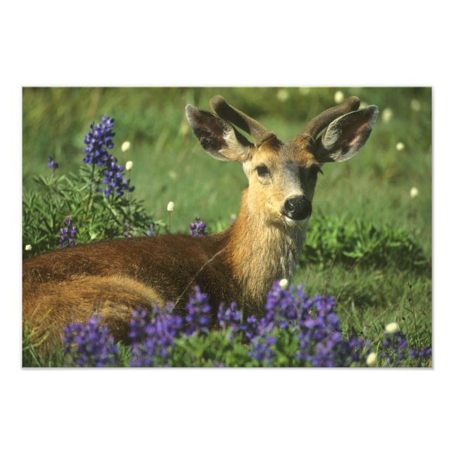 Black-tailed Deer, Odocoileus hemionus Photo Print (Front)