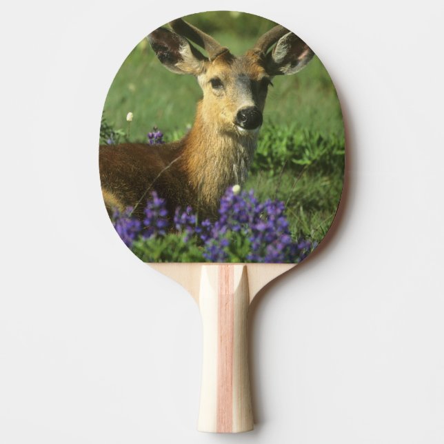 Black-tailed Deer, Odocoileus hemionus Ping Pong Paddle (Front)