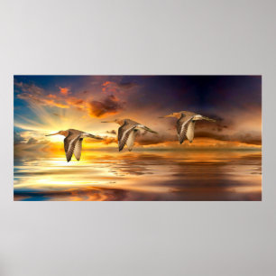 Black Tailed Godwits Poster