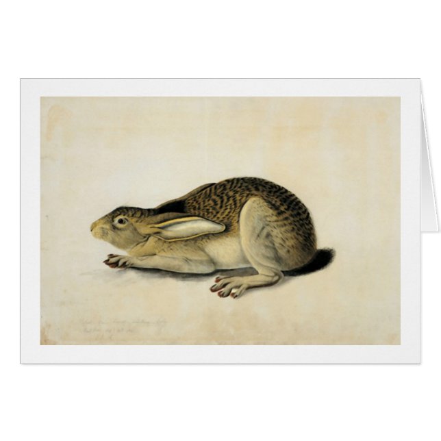 Black-Tailed Hare, John James Audubon (Front Horizontal)