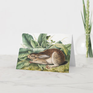 Black-tailed Hare Rabbit (Lepus negricaudatus) Card