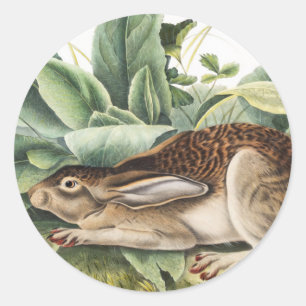 Black-tailed Hare Rabbit (Lepus negricaudatus) Classic Round Sticker