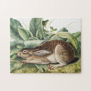 Black-tailed Hare Rabbit (Lepus negricaudatus) Jigsaw Puzzle