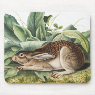 Black-tailed Hare Rabbit (Lepus negricaudatus) Mouse Mat