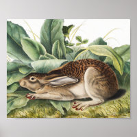 Black-tailed Hare Rabbit (Lepus negricaudatus)