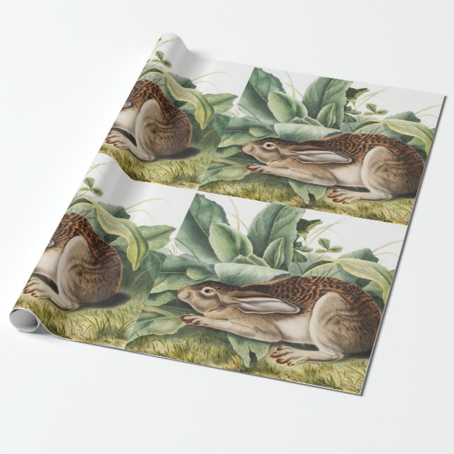 Black-tailed Hare Rabbit (Lepus negricaudatus) Wrapping Paper (Unrolled)