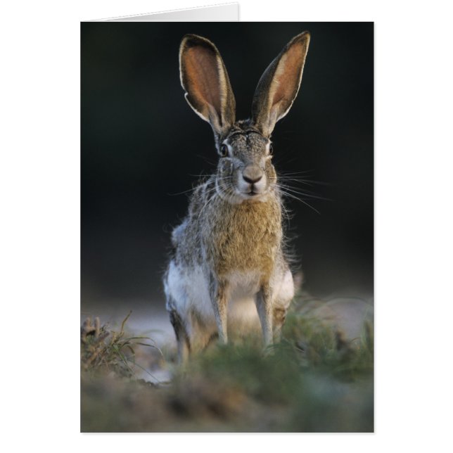 Black-tailed Jackrabbit, Lepus californicus, 2 (Front)