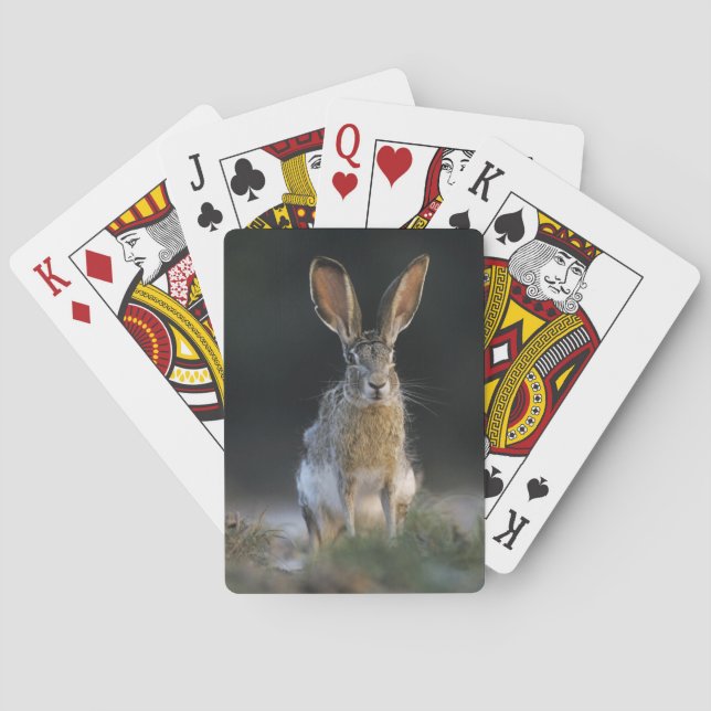 Black-tailed Jackrabbit, Lepus californicus, 2 Playing Cards (Back)