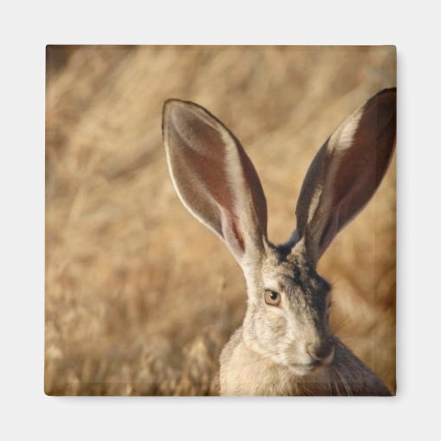 Black-tailed Jackrabbit Magnet (Front)