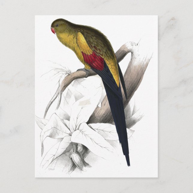 Black-Tailed Parrakeet by Edward Lear Postcard (Front)