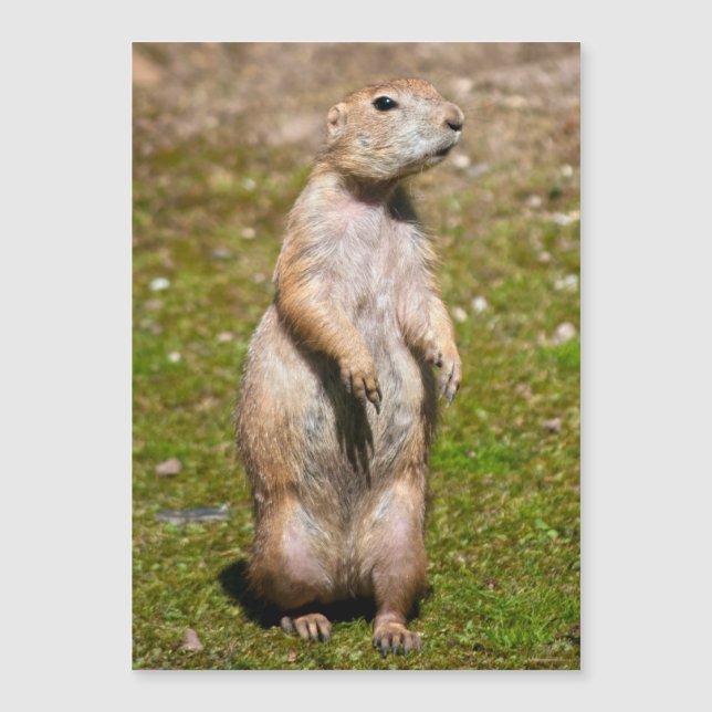 Black-tailed prairie dog (Front)