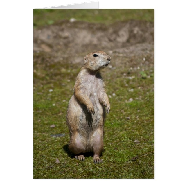 Black-tailed Prairie Dog (Front)