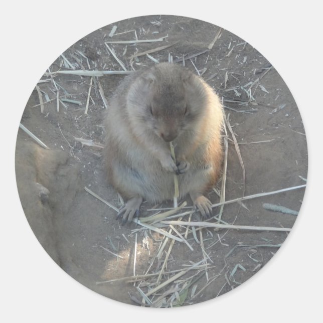 Black-tailed Prairie Dog #2 Stickers (Front)