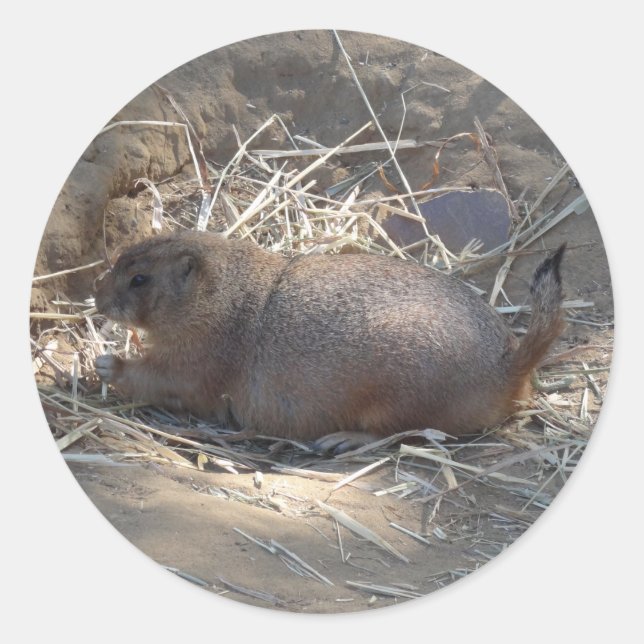 Black-tailed Prairie Dog #3 Stickers (Front)
