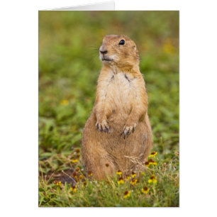 Black-tailed Prairie Dog Cynomys