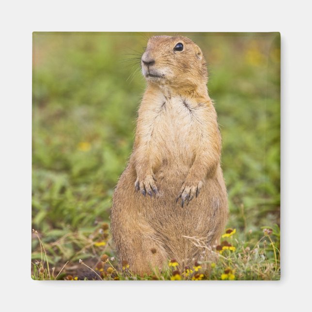 Black-tailed Prairie Dog Cynomys Magnet (Front)
