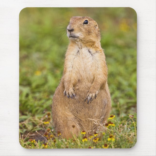 Black-tailed Prairie Dog Cynomys Mouse Mat (Front)