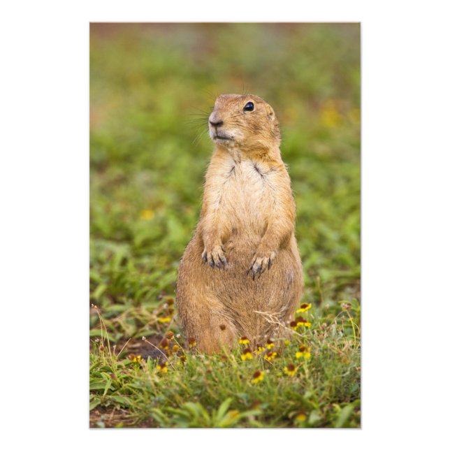 Black-tailed Prairie Dog Cynomys Photo Print (Front)