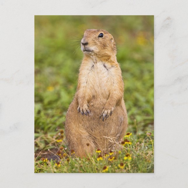 Black-tailed Prairie Dog Cynomys Postcard (Front)