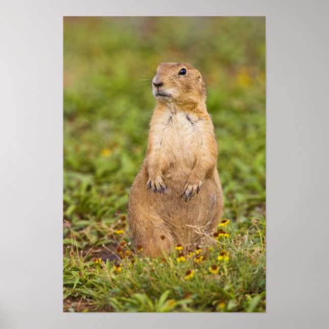 Black-tailed Prairie Dog Cynomys Poster (Front)